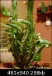 miscactus001ii2.th[1].jpg