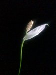 Imagen022.jpg