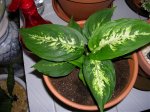 DSCN0977.jpg