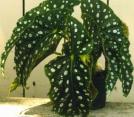 Begonia corallina.jpg