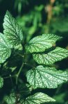 begonia_corallina 2.jpg