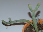 2007_0509planta0021.JPG