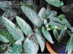 begonia corallina3.JPG