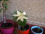 DSC00272.jpg