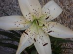 DSC00273.jpg