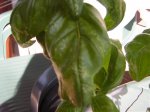 DSCN4980.jpg