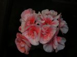 DSCN4982.jpg