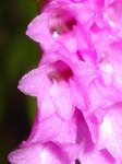 DSC01507.jpg