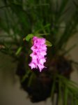 DSC01505.jpg