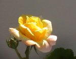 DV00056.jpg