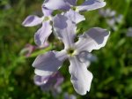 Matthiola sinuata_detall flor.jpg