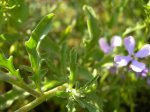 Matthiola sinuata_fulles.jpg