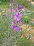 Matthiola fruticulosa_porte.JPG