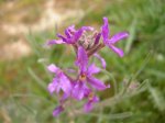 Matthiola fruticulosa_flor.jpg