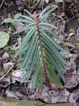 Euphorbia-lathyris-1.jpg