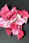 begonia_rex_incafire6.jpg
