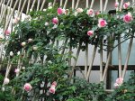 Rosa_Pierre_de_Ronsard01.jpg
