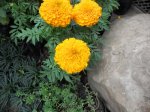 flornaranja-2.jpg