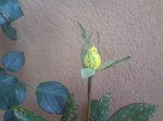 DSC02940.jpg