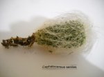 cephaseniles.jpg