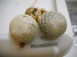mammiherrerae.jpg