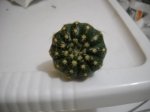 notocactusuebelmanianus.jpg