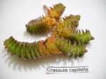 Crassula.jpg
