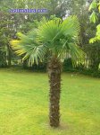 trachycarpus-fortunei.jpg