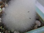 20050404030558abono_hongos_detalle.jpg
