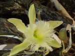 floracion_floracion_Rhyncholaelia_digbyana2.JPG