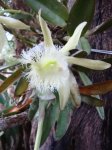 floracion_Rhyncholaelia_digbyana.JPG