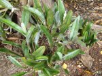 Rhyncholaelia_digbyana.JPG