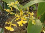 floracion_Epidendrum_stamfordianum.JPG