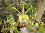 floracion_Encyclia_alata.JPG