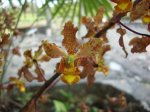 floracion_Cyrtopodium_macrobulbon.JPG