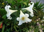 lilium 8mai07.JPG