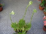 lilium candidum 10mar07.JPG