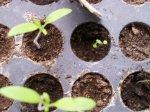 tomates negros y agerato.jpg