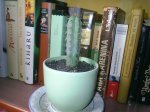 cactus 001.jpg
