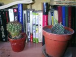 cactus 002.jpg