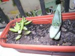 cactus 004.jpg