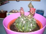 cactus.jpg