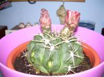 cactus (1).jpg