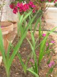 plantas 05-07 016.jpg