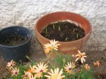 plantas 05-07 014.jpg
