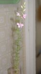 plantas (1).jpg