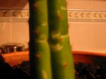 IMG_8032.jpg