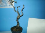 bonsai avellanao1.jpg
