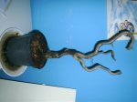 bonsai avellano 2.jpg