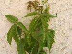 parthenocissus quinquefolia2.jpg